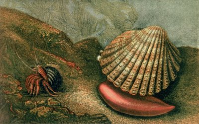 Cardum Rusticum and Pagurus Bernhardi in a Periwinkle Shell, from 